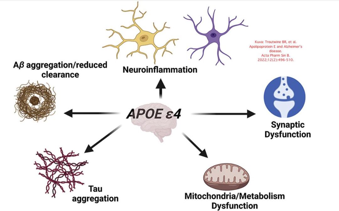 Apolipoproteiini E -geenin eri muotojen vaikutus Alzheimerin taudin riskiin